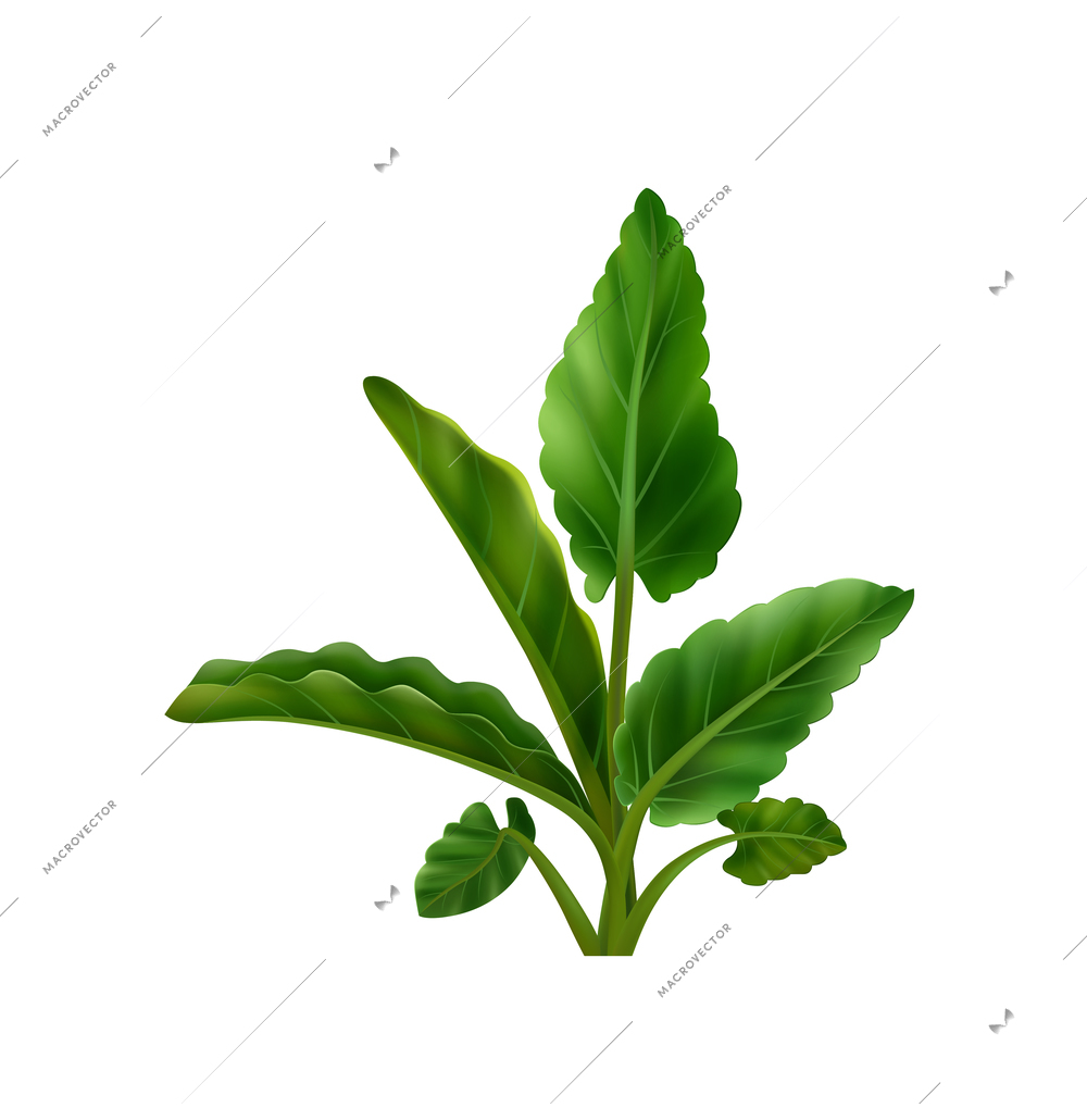 Realistic twig of fresh mint leaves on white background vector illustration
