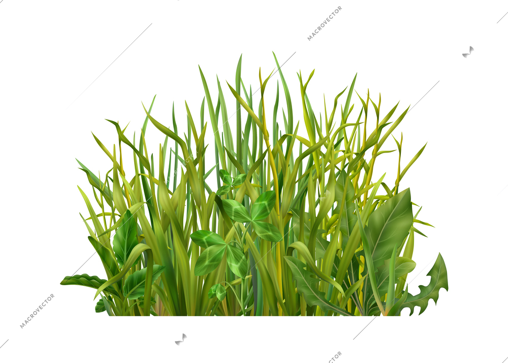 Realistic icon with various green field grasses vector illustration