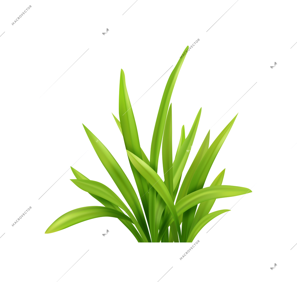 Green grass herbs bunch on white background realistic vector illustration