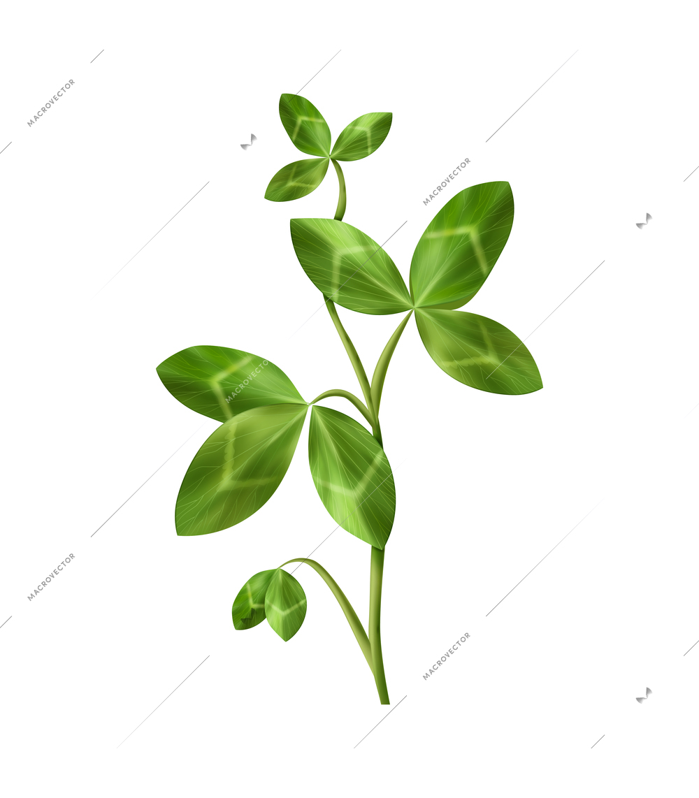 Clover stalk with green leaves realistic icon vector illustration