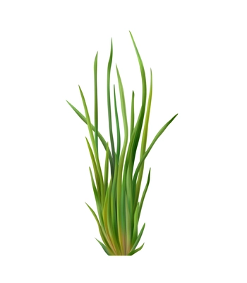 Realistic green chives on white background vector illustration