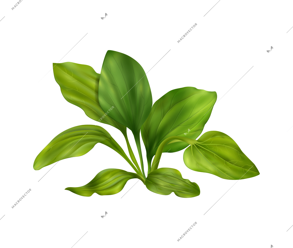 Realistic green plantain leaves on white background vector illustration