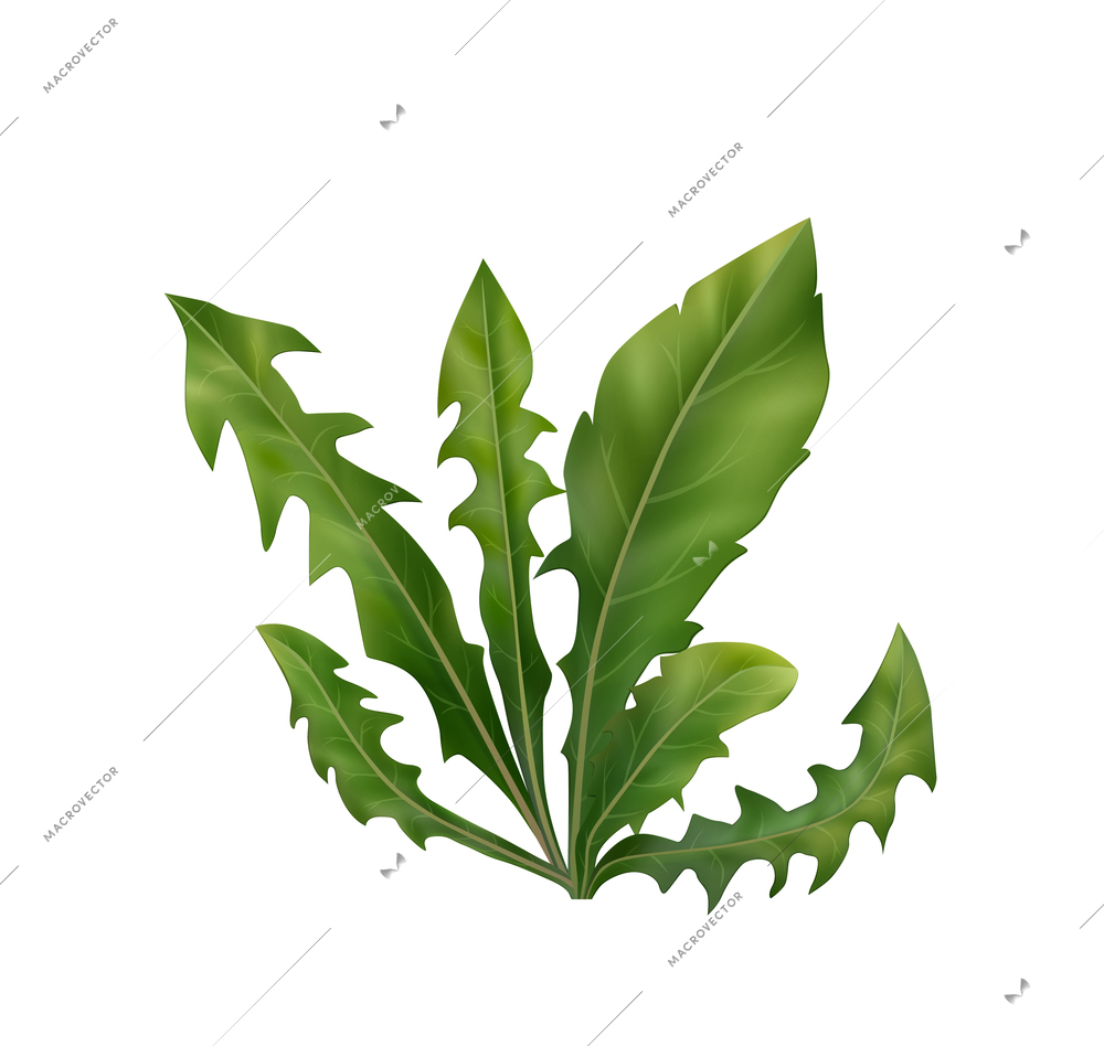 Bunch of green dandelion leaves on white background realistic vector illustration
