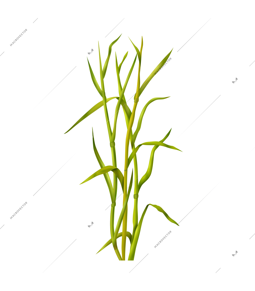 Realistic bunch of fresh green cereal grass vector illustration