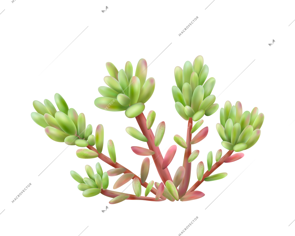 Realistic small succulent bush on white background vector illustration