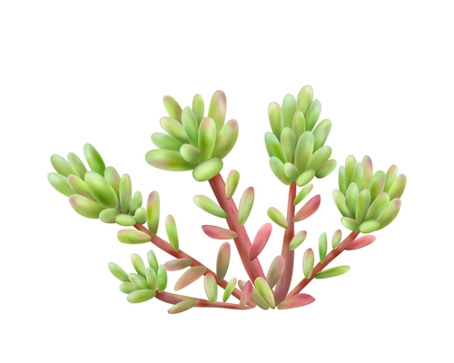 Realistic small succulent bush on white background vector illustration