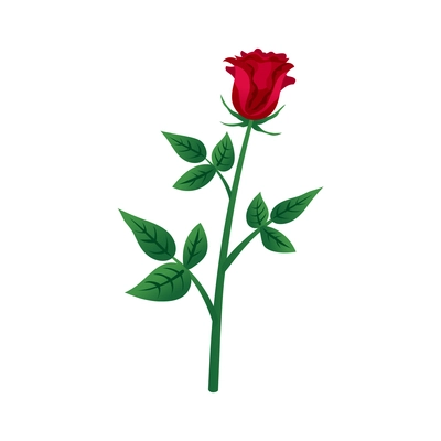 Blooming red garden rose with leaves flat vector illustration