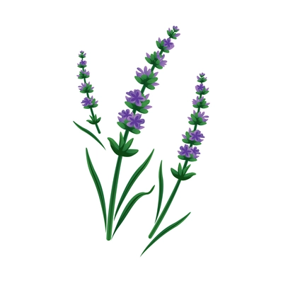 Flat icon with fresh lavender flowers on white background vector illustration