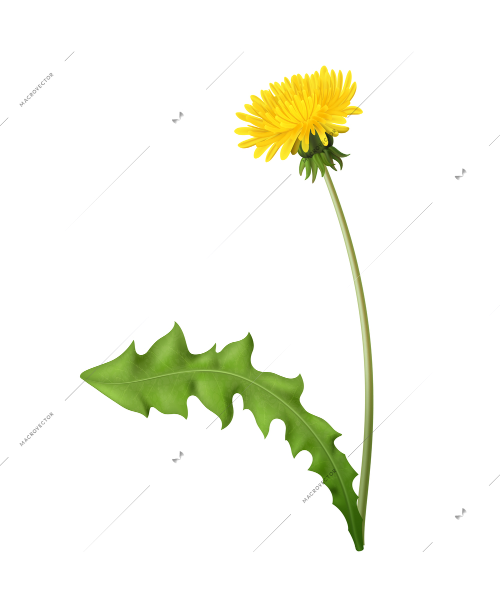 Realistic blooming dandelion with green leaf vector illustration