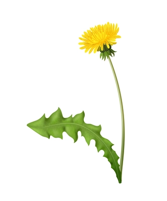 Realistic blooming dandelion with green leaf vector illustration