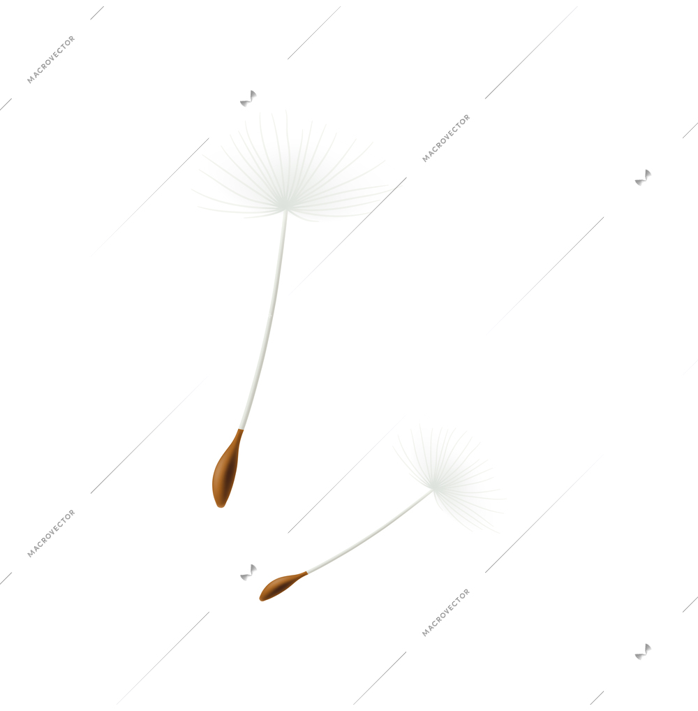 Two dandelion seeds isolated on white background realistic vector illustration