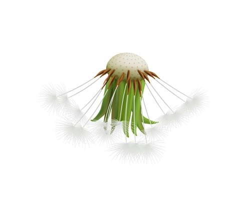 Realistic dandelion head with few seeds on white background vector illustration