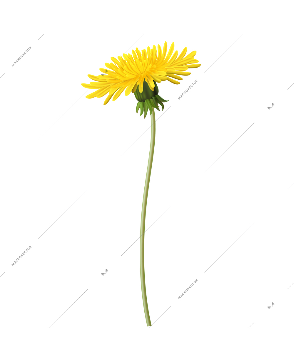 Dandelion stem with yellow flower without leaves realistic icon vector illustration