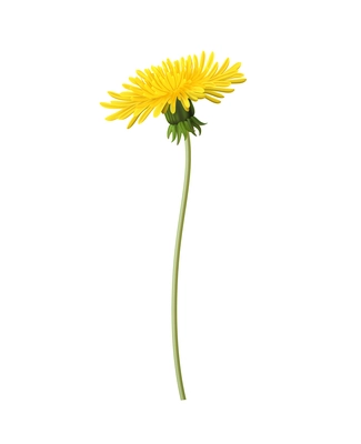 Dandelion stem with yellow flower without leaves realistic icon vector illustration