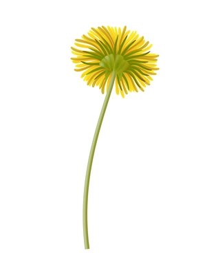 Yellow dandelion flower on stem bottom view realistic icon vector illustration