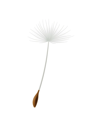 Realistic icon with dandelion seed on white background vector illustration