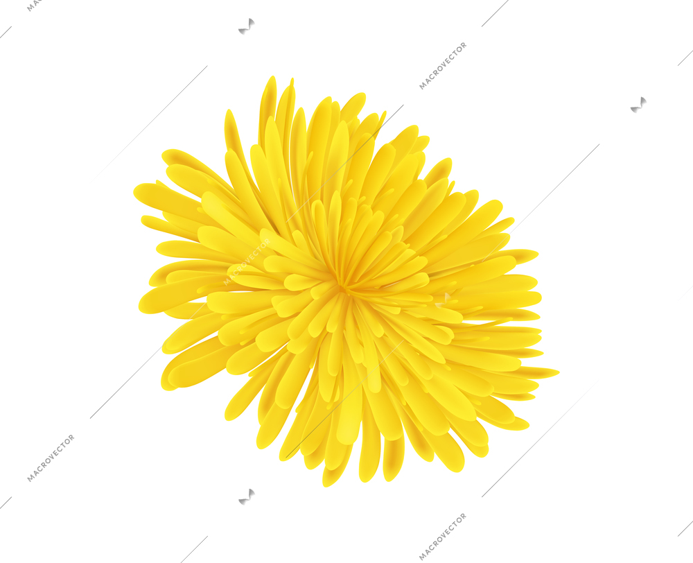 Realistic icon with dandelion flower without stem on white background vector illustration