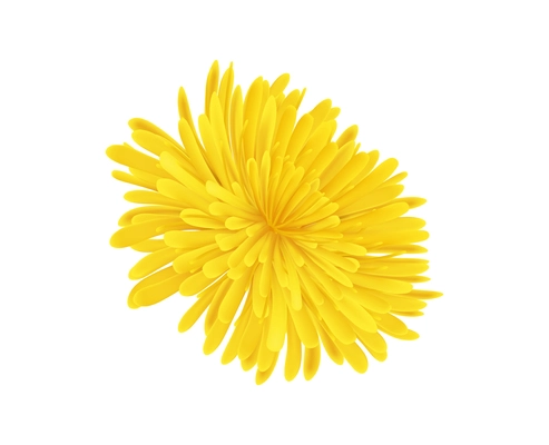 Realistic icon with dandelion flower without stem on white background vector illustration