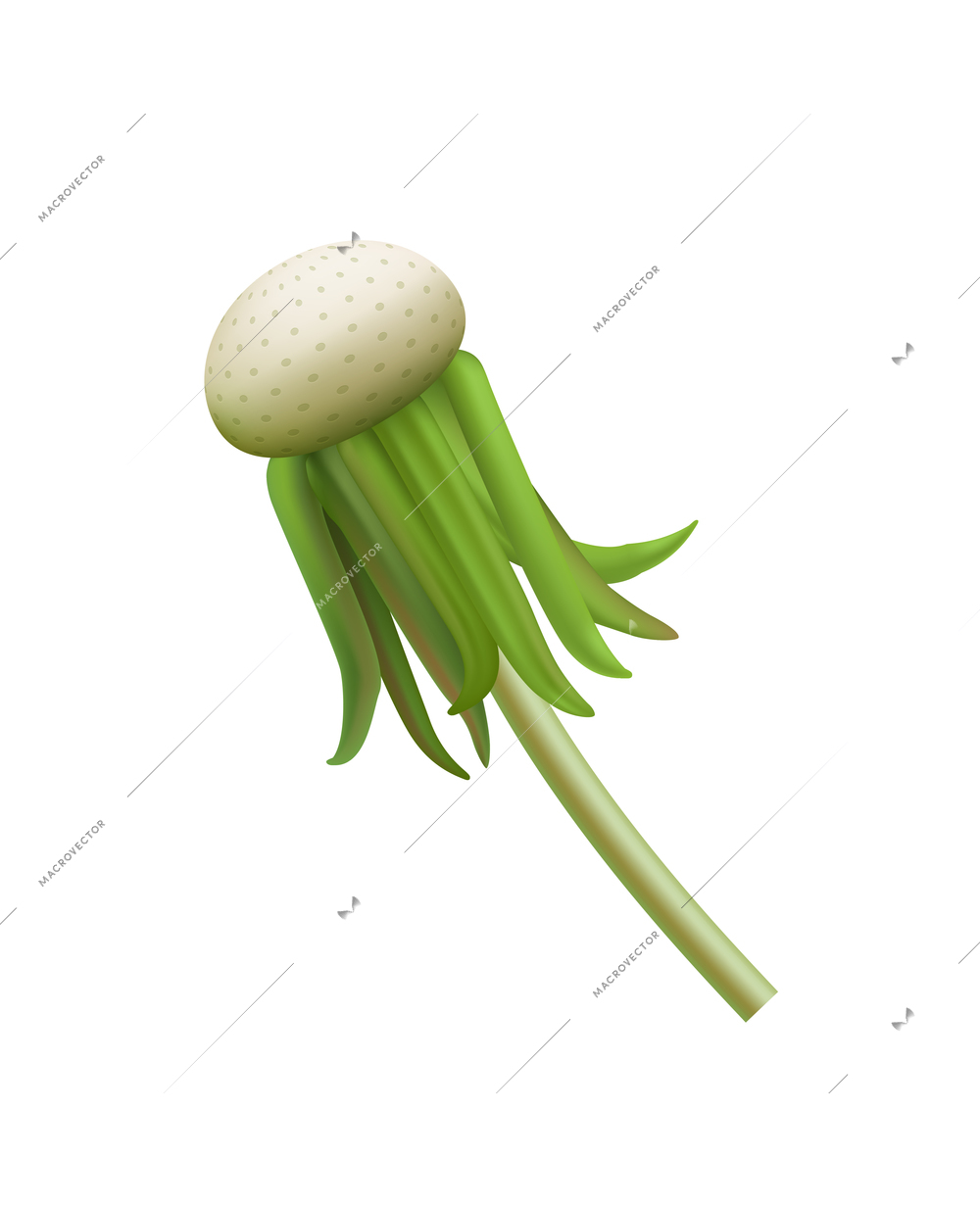 Dandelion head without seeds realistic icon vector illustration