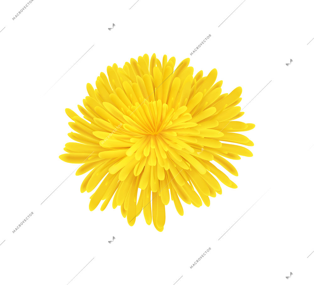 Yellow dandelion flower on white background realistic vector illustration