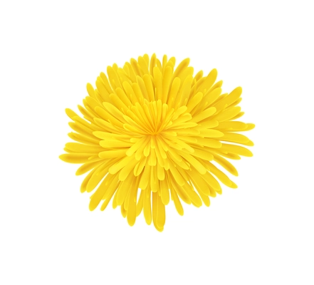 Yellow dandelion flower on white background realistic vector illustration