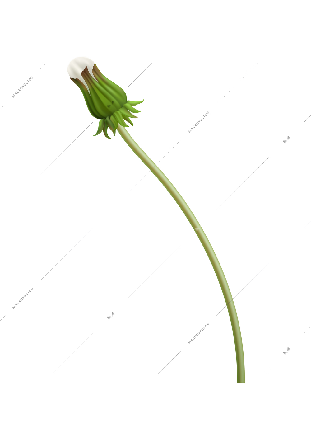 Realistic green dandelion bud on white background vector illustration