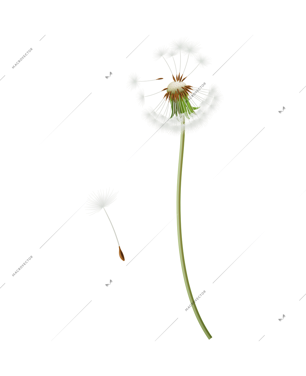 Realistic dandelion head with stem and flying seeds isolated vector illustration