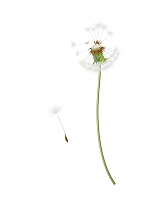 Realistic dandelion head with stem and flying seeds isolated vector illustration