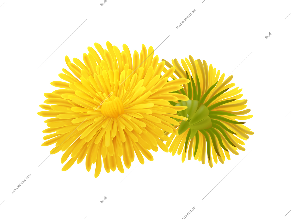 Front and back view of realistic dandelion flower vector illustration