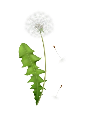 Realistic white dandelion with green leaf and flying seeds icon isolated vector illustration