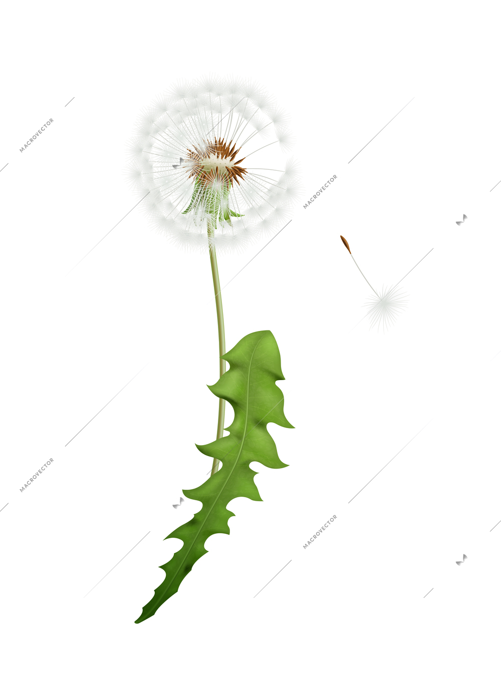 Fluffy white dandelion with green leaf and seed isolated on white background vector illustration