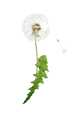 Fluffy white dandelion with green leaf and seed isolated on white background vector illustration
