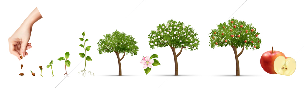 Apple tree life stage set with cultivation symbols realistic vector illustration