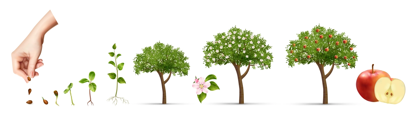 Apple tree life stage set with cultivation symbols realistic vector illustration