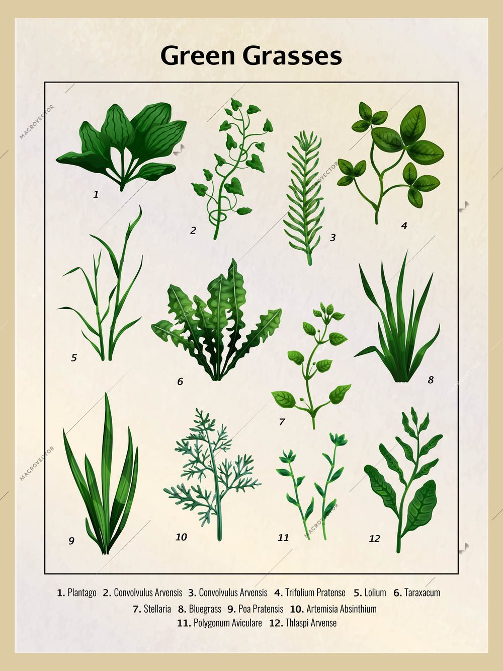 Vintage poster with realistic green field grasses and their names at bottom vector illustration