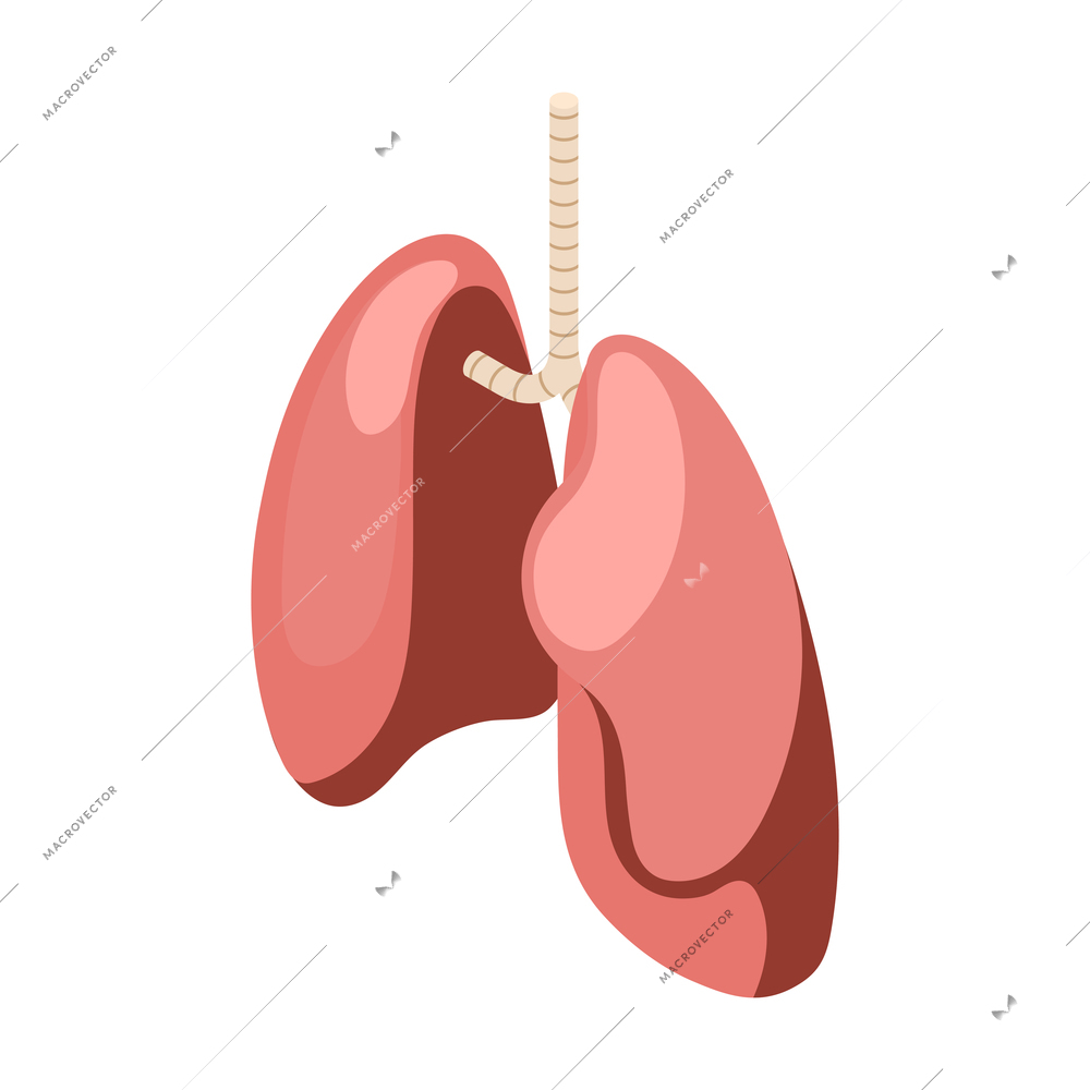 Isometric healthy human lungs icon 3d vector illustration