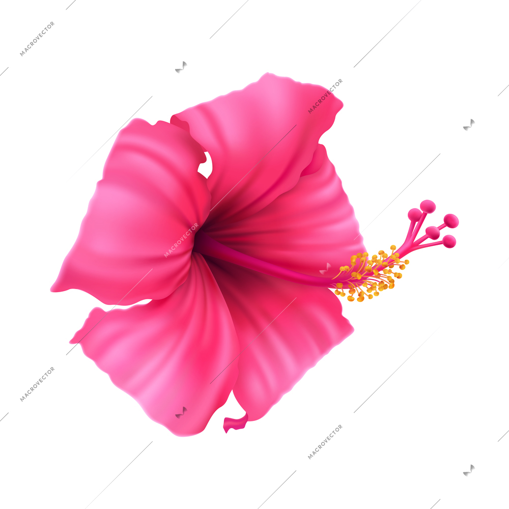 Realistic beautiful pink hibiscus flower on white background vector illustration