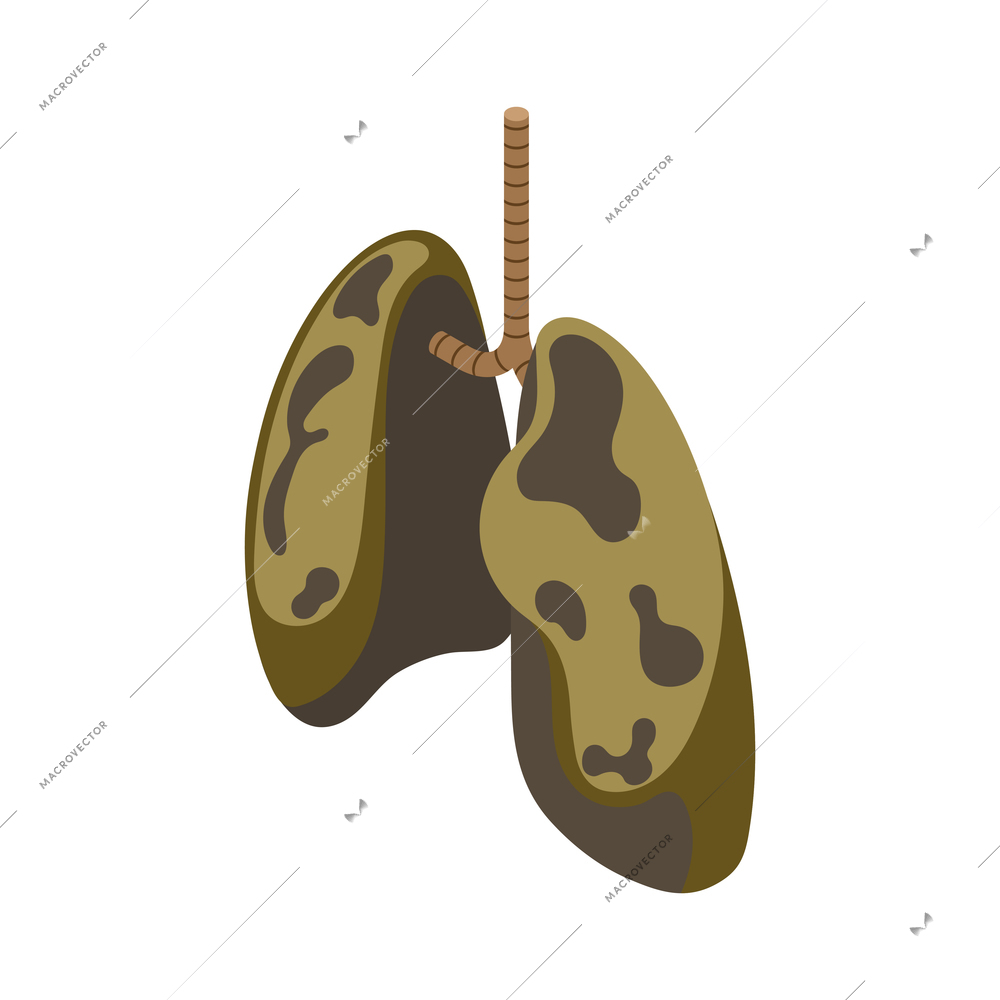 Unhealthy smoker lungs on white background isometric icon vector illustration