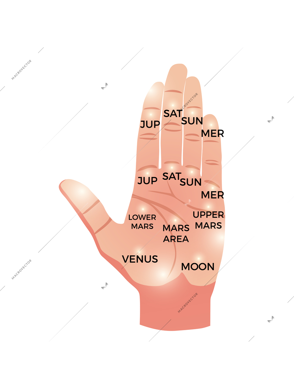 Chiromancy human palm with names of planets cartoon vector illustration