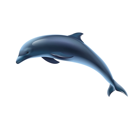 Beautiful realistic dolphin on white background vector illustration