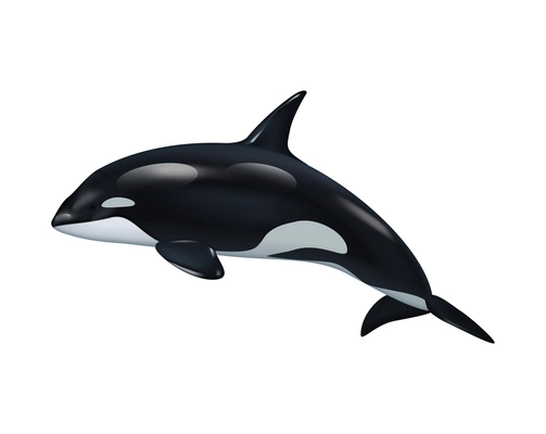 Realistic beautiful black and white killer whale vector illustration