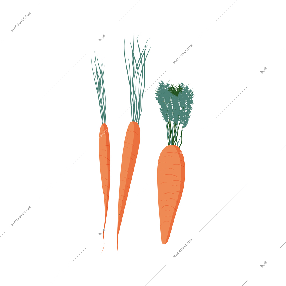 Three flat ripe carrots of different size with green tops isolated vector illustration