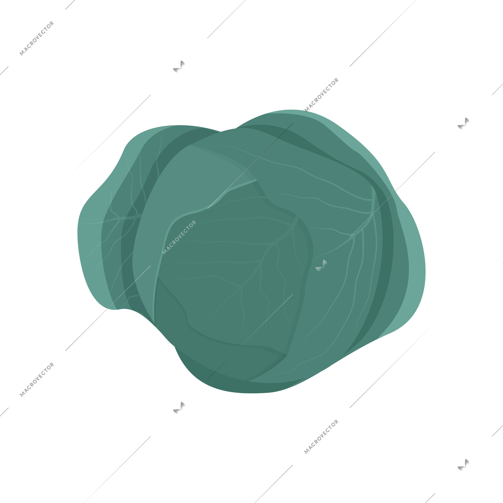 Head of green cabbage on white background flat vector illustration