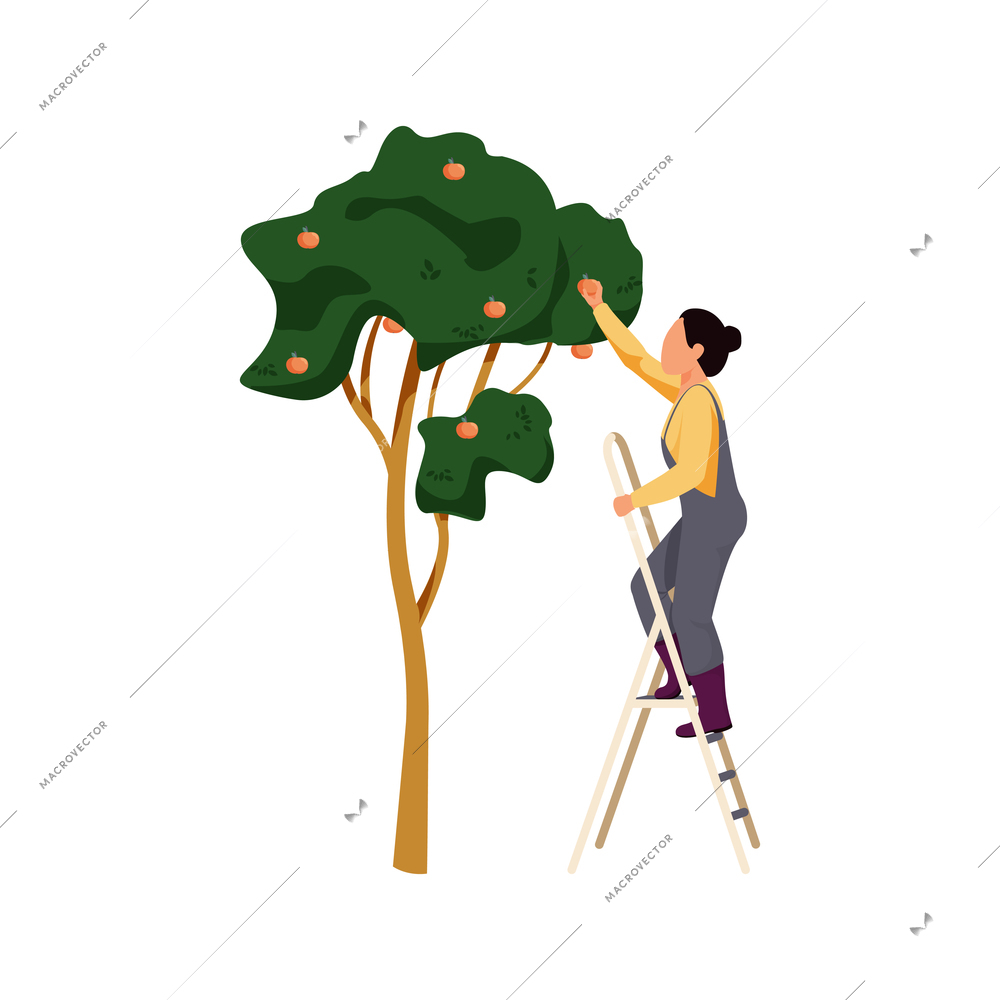 Farm flat icon with female worker standing on ladder and picking apples from tree vector illustration