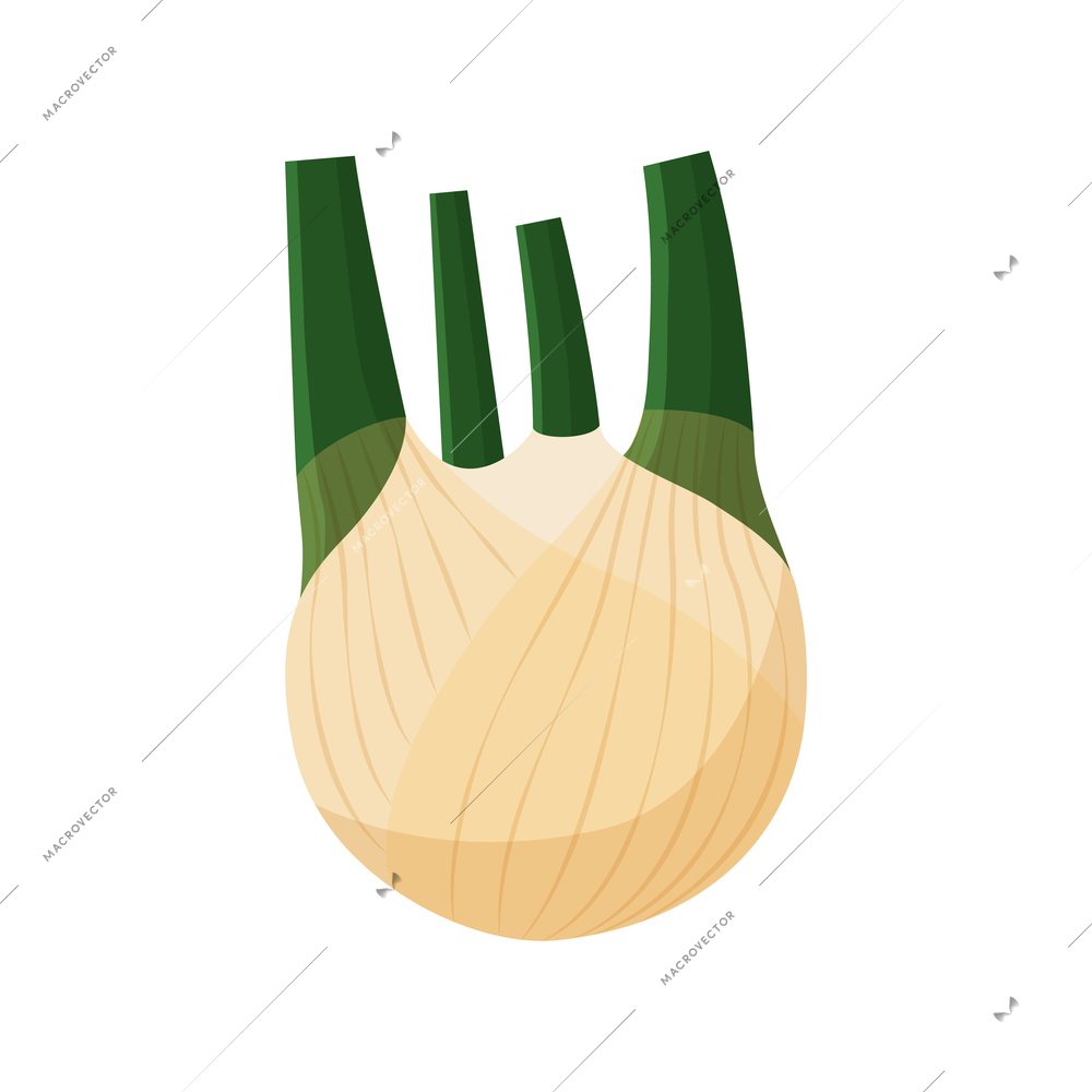 Fresh fennel bulb on white background flat vector illustration