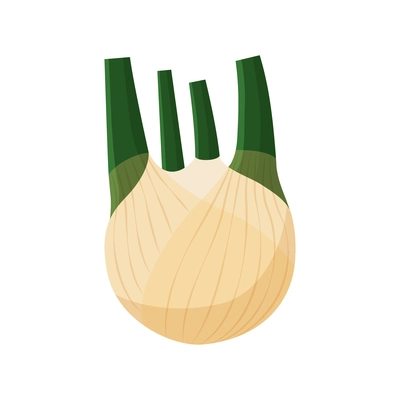 Fresh fennel bulb on white background flat vector illustration