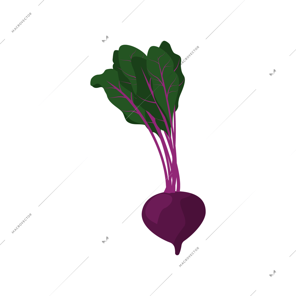 Ripe beetroot with green tops flat icon on white background vector illustration