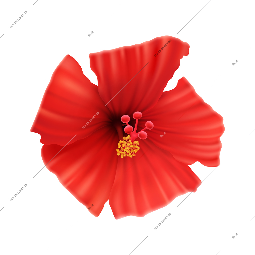 Blooming red flower of hibiscus front view on white background realistic vector illustration