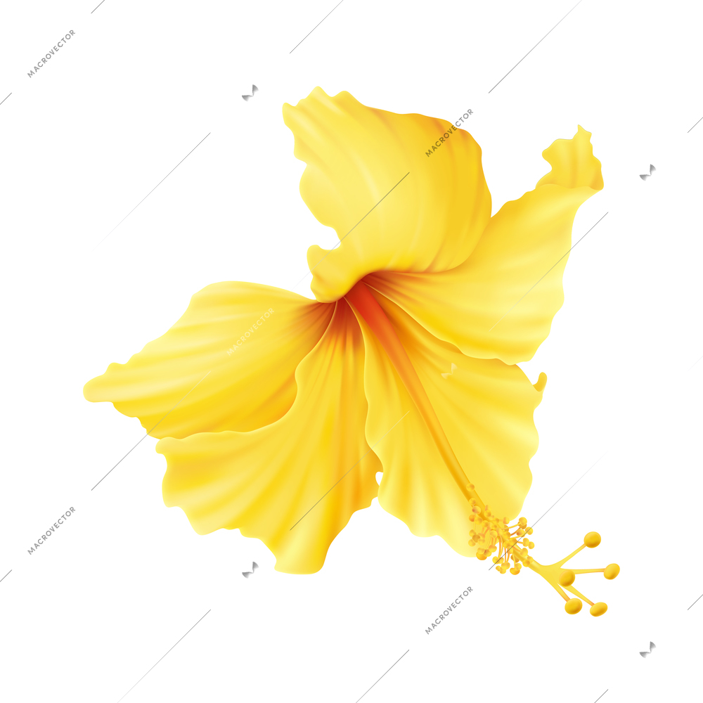 Realistic icon with beautiful yellow hibiscus flower on white background vector illustration