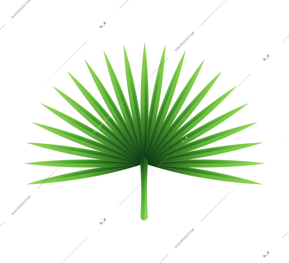 Big tropical green paper leaf on white background realistic vector illustration